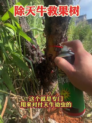 朋友们大家看一下这些果树,满身都是天牛的孔洞,树下面还有木屑, 一定要重视起来 抓紧时间防治, 否则呢,这些果树就会枯萎#病虫害防治 #天牛树心虫克星 #果树管理 #果树种植