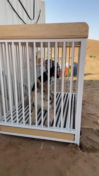 #猛犬保镖 #纯种犬 不听话的结果就是处罚!