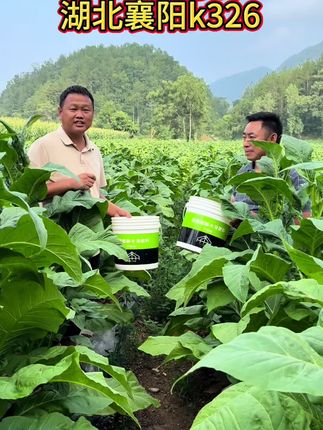 全国各地都在用的齐朵朵就是这个了…… #齐朵朵@抖音小助手 #烤烟种植技术与管理 #三农流量扶持计划 #分享农业知识帮农民增产增收 #三农流量扶持计划 @DOU+小助手