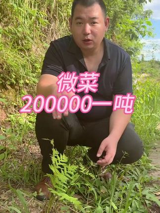 你的家乡有微菜(猫儿蕨)吗?主要出口到韩国,日本的山野菜之王。#三农 #抖音助农扶农 #微菜 #猫儿蕨