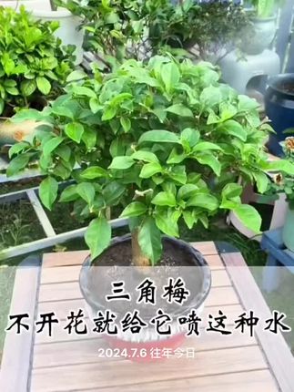#三角梅 只长叶子不开花,你就给它喷一种水#养花小知识 #养护小知识 #花卉绿植 #爱生活爱养花