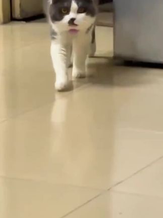 宠物丢了正是体验防丢神器的价值的时候了。 佩戴上就可以查到它去过哪里,大大减少寻找的时间,两位数的价格真的很划算。#宠物项圈 #宠物防丢神器 #养宠必备 #猫狗通用 #好物推荐🔥