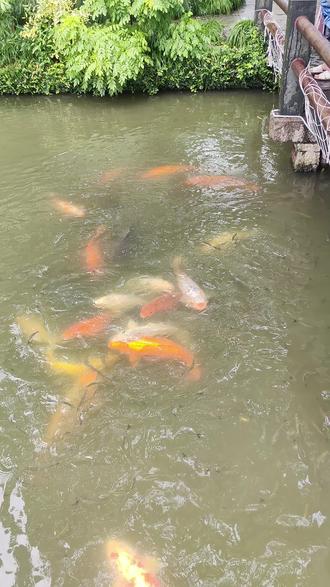 拍着玩:大眼金鱼绘画
#金鱼 #龙睛金鱼 #绘画过程 #彩铅手绘