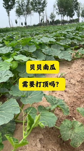 贝贝南瓜需要打顶吗?#贝贝南瓜#贝贝南瓜种植 #贝贝南瓜种子