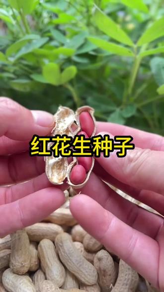 高产四粒红花生种子农科院正品红皮花生矮杆早熟耐旱涝可吃可留种#红花生种子 #家庭种植 #花生种子 #三农种植