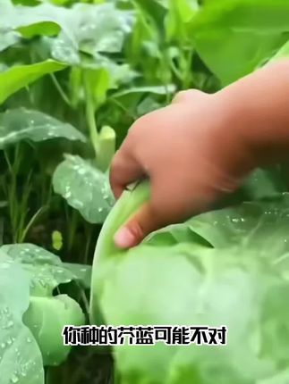 #鸡腿芥蓝 #蔬菜种植 #种植小技巧