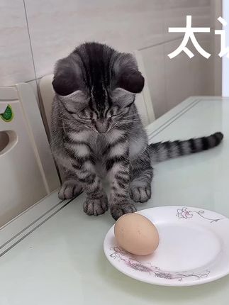 宠物用品赛道文案素材 - 小调皮猫咪🐱养猫好物分享 养猫家庭备拾便袋,捡猫屎干净又省事、加厚不容易破#养猫好物 #猫咪拾便袋#养猫日常#萌宠猫咪🐱 - 肉肉姐作品