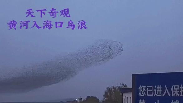 #每年10月下旬至次年4月是黄河入海口的最佳观鸟期。形成“百万候鸟翻飞”的壮观场面。
鸟浪的形成原因与生态意义
“鸟浪”是候鸟为降低被捕食风险和提高觅食效率形成的群体飞行行为4。
鸟群在天空中密集变换队形,时而如巨鲸摆尾,时而如长蛇穿梭,被形容为“鲲鹏在人间具象化”。
-近年来黄河三角洲生态持续改善,保护区鸟类已从1992年的187种增至410种1,包括丹顶鹤、东方白鹳等珍稀物种2。
生态保护成果
- 该区域已成为“东亚-澳大利西亚”候鸟迁徙路线上重要的越冬地和中转站3。
- 良好的生态环境也带动了生态旅游发展,去年底两个月就接待游客8.67万人次1。
建议关注当地保护区发布的实时观鸟信息,选择最佳时段前往观赏这一自然奇观。#奇观异象 #鸟浪#黄河入海口#手机摄像 #原创视频