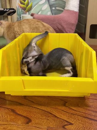 一款好用的猫砂真的省钱又省力#猫砂 #猫砂测评