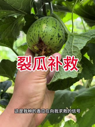 香瓜裂瓜了,补充钙元素很关键#钙元素#中微量元素#裂瓜