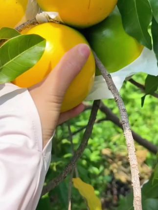 #快来一起尝个鲜 #黄晶果 清甜解渴 果肉饱满 香甜可口 口感像果冻一样 #水果 #好吃到爆 #优质水果