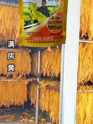 满房黄 微生物菌剂 变黄快 节省燃料 少霉烂青筋挂灰 1袋喷300杆