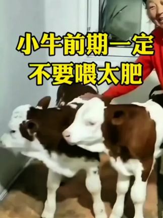 #养牛人 #养牛 #西门塔尔 #育肥牛 #牛