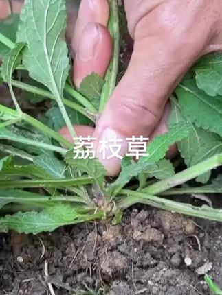 荔枝草#好东西一起分享给大家