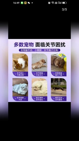 #动物们想成为宠物需要哪些条件 #@DOU+小助手