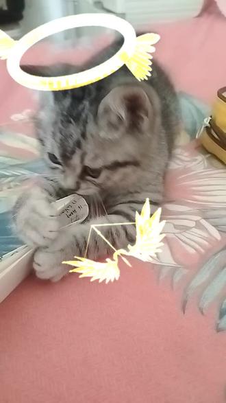 #抖音玩法达人中心 看看你的猫是天使还是恶魔