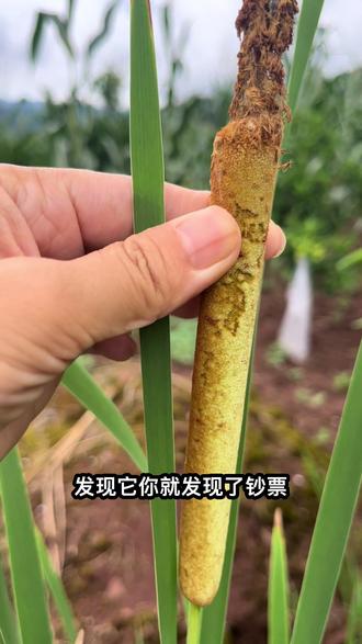 香蒲是非常有名的水生蔬菜,假茎基部(蒲菜)、地下幼嫩的匍匐茎和芽(象牙菜)均可作蔬菜,炒食、烩菜或做汤。
茎叶可制成蒲席、蒲包、蒲扇、蒲垫、蒲团等,还可用于造纸。
#认识植物 #植物小知识 #科普一下 #药用植物