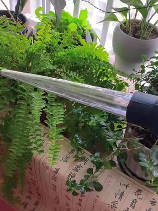 夏季的盆地一定不要积水,不然根部就会腐烂