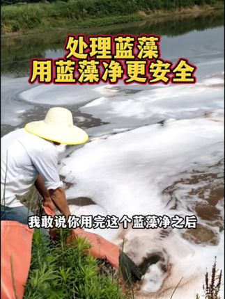 #蓝藻 用#蓝藻净,安全不伤水不伤鱼#鱼虾蟹养殖 #日常巡塘 #养鱼人的日常