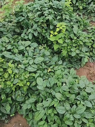 巩义精选九蒸九晒熟地黄,可以泡水,可以直接吃,可以炖鸡,炖鸭,炖排骨,可以给咱的身体补充能量,充电续航,加油打气的,有需要者请点下边的小黄车,链接