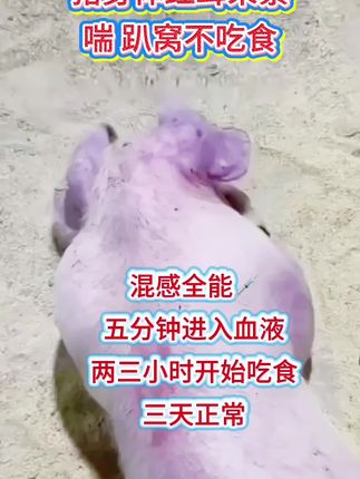#无限回购的宝藏单品 #养猪人加油干 #所有养猪人#猪高热混感