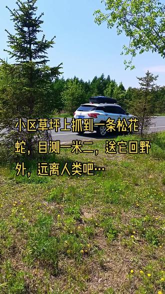 蛇年遇灵蛇,一条松花蛇的自由。