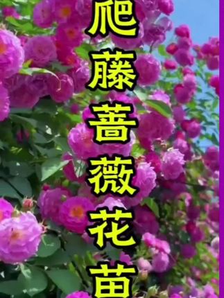 #爱生活爱养花 #好看的花一定要分享给你 #蔷薇花苗 #爬藤蔷薇花苗