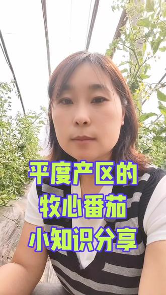 #牧心番茄 #三农 #抖音助农 #番茄种植 #西红柿种植 晚熟牧心番茄,终于等到你