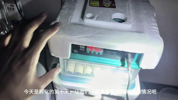 来,看芦丁鸡孵化第十天照蛋~
让我们期待这些小小的蛋,早日破壳而出变成可爱的芦丁鸡~#孵化 #芦丁鸡