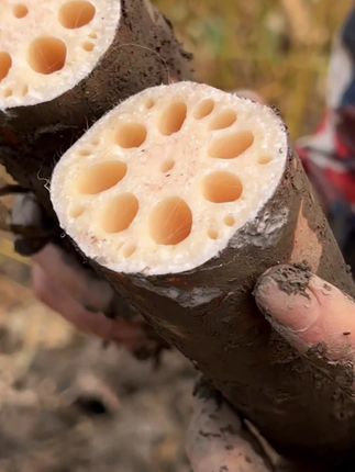 正宗煲汤粉藕,浓郁清甜,粉藕美味的,老人小孩都可以吃