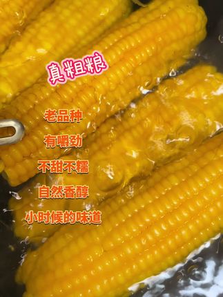 柴火味的老式笨玉米#如果丰收有颜色#那就是金黄色#笨玉米
