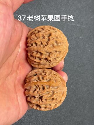 37老树苹果园小手捻,原桩无药全品无修,三围37-36-36,福利价60¥,9-271号 #文玩核桃 #盘核桃 #苹果园狮子头 #小核桃