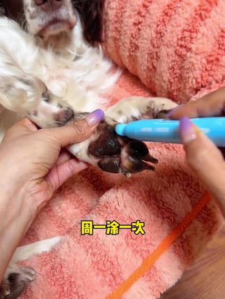 一周给毛孩子涂两次就够了#宠物润足膏#新手养狗#萌宠好物