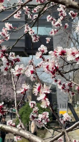 白塔公园樱花开,你何时来。