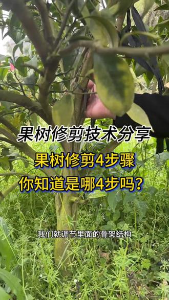 你知道果树修剪4步骤是哪4步吗?#柑橘修剪 #果树修剪 #助农 #修剪步骤