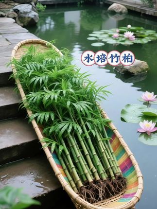 🌱它学名竹柏,自带竹子的清新和柏树的稳重,摆在屋里,氛围感拉满~- #竹柏又叫驱蚊竹 #水培植物 #适合室内养的绿植 #清新空气舒适风 #一年四季常绿非常好养