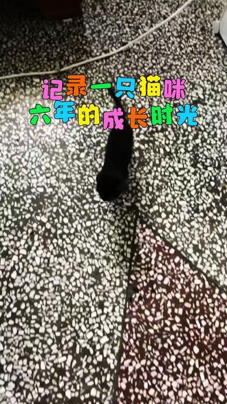 一只被遗弃的小奶猫,如何逆袭成傲娇主子?记录6年时光,耐心看完你会相信,每个生命都值得被温柔以待✨
#流浪猫逆袭 #治愈系萌宠 #成长记录 #领养代替购买 #猫奴日常