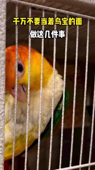 千万不要当着鹦鹉的面做这几件事,真的会让鹦鹉难过很久!#鹦鹉科普 #鹦鹉寄生虫 #鹦鹉驱虫 #鹦鹉
