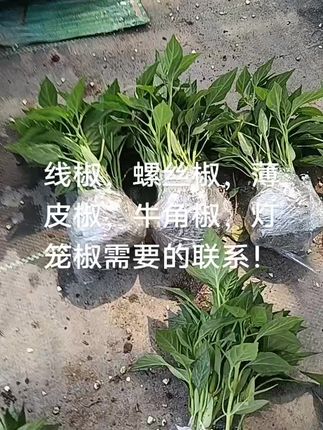 螺丝椒苗