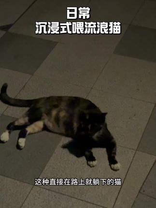 #流浪猫