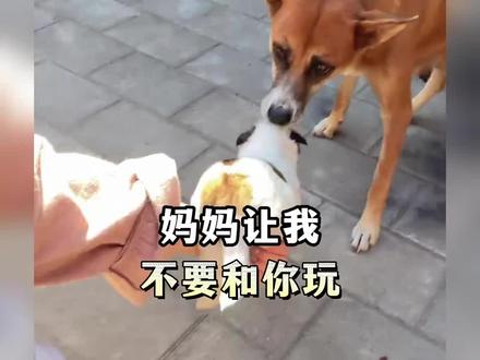 我妈不要我和你玩#狗狗