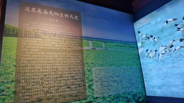 微山湖确实拥有丰富的水鸟资源,生态环境的改善让这里成为众多珍稀鸟类的家园。
根据生态环境保护成效,微山湖重现了白鹭翩跹的美景,清晨时分它们在水中觅食,成群的鸟儿从头顶飞过,各种鸟叫声不绝于耳1。每年11月至次年3月,微山湖都会迎来越冬候鸟,包括天鹅、白琵鹭、大雁、凤头麦鸡、红头潜鸭等珍稀鸟类1。
特别值得一提的是,被誉为"鸟中大熊猫"的震旦鸦雀和全球极危物种青头潜鸭都在这里繁衍生息1。2021年2月,青头潜鸭在微山湖重现,今年春节期间还首次观测到成群的鸬鹚迁徙至此越冬1。
南水北调工程实施以来,微山湖天蓝了,水清了,白鹭等鸟类在这里安家,它们或站在水面,或潜入水中觅食,姿态各异,悠然自得1。荷花池中,荷叶随风摇曳,白鹭与绿色的荷叶、粉色的荷花相映成趣,构成了一幅宁静而美丽的画面。