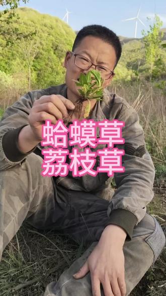 嵩山荔枝草、蛤蟆草#大自然的馈赠#嵩山植物