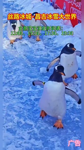 企鹅宝宝已就位。想看的就来昌吉冰雪大世界
#昌吉冰雪大世界 #企鹅 #新疆 #萌趣 #假期游玩