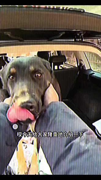 18秒爱上天狼之门头沟高材生#骏良#天狼#东德#德牧