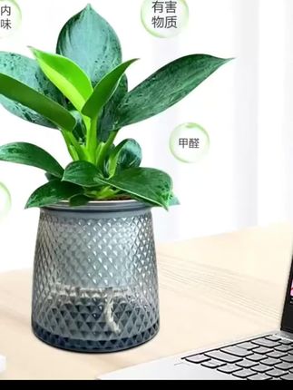 #金钻绿公主 #金钻绿植盆栽