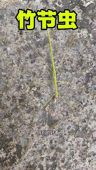 一只带斑点的美丽竹节虫#昆虫 #昆虫世界 #神奇动物在抖音 #抖音动物图鉴