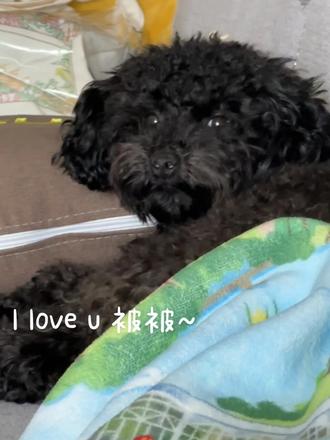 l love u 被被~我家团团就这么抢走了我的毛毯🐶
#小狗🐶 #抽象 #十个勤天#十个勤天毛毯 #禾伙狗