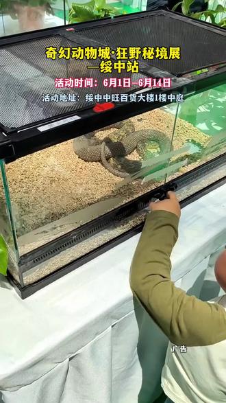 奇幻动物城·狂野秘境展来绥中啦!6月1日-6月14日将在绥中中旺百货大楼1楼中庭开展!不隔玻璃!全场爬宠,放肆开撸!零距离上手!昆虫爬虫,一撸到底!硬核秘境!昆虫猛兽,零距离互动!沉浸式撸虫,敢上手才叫真爬虫展!野性狂欢,一撸到底!遛娃必冲!快来解锁奇妙昆虫世界~#昆虫#游乐园#爬宠#动物的迷惑行为#遛娃好去处@DOU+小助手