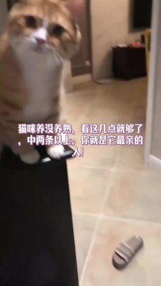 猫咪养熟表现,看看你家猫咪中几条?#猫咪经验分享 #猫咪养熟的表现
